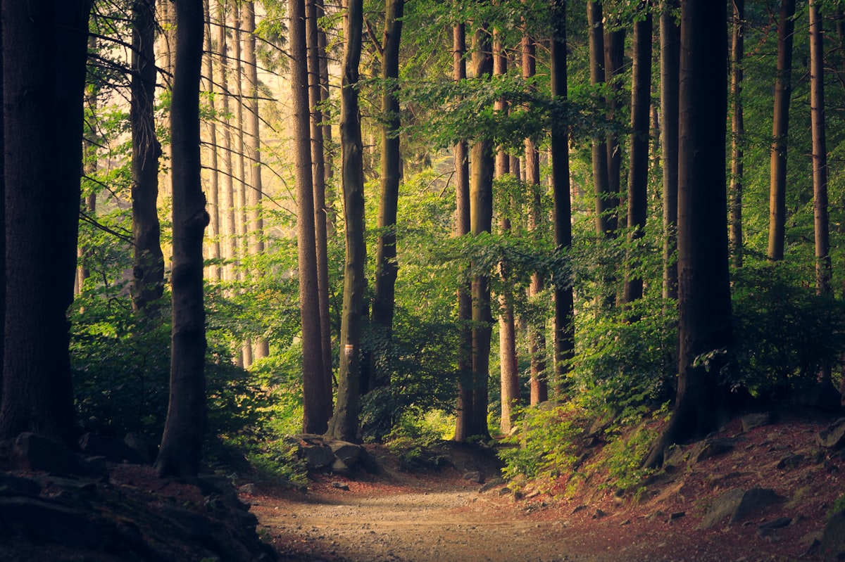 Trilha em área de natureza no Brasil
